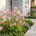 Green boutiQ - Perennial - Anemone hup. Splendens - Autumn Anemone - Shade - Dark Pink - 12 Plants - Pot 11cm - Height 15-25cm Bild 10