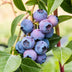 Blueberry 'Jersey' - Winter-hardy, 2 Plants for Balcony & Garden Bild 5