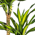 Dracaena Deremensis Rikki Ø24cm - 130-150cm Bild 4