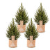 4x Picea glauca Conica - Zuckerhutfichte - Grün - Weihnachtsbaum - inkl. Jutesack - Ø17cm - ↕65cm Bild 2