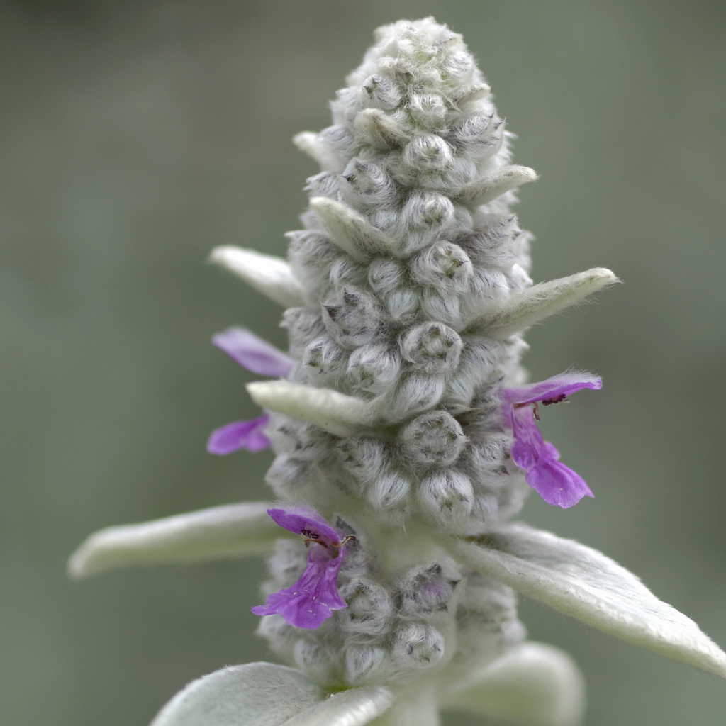 6x Stachys byzantina - ↕10-25cm - Ø9cm