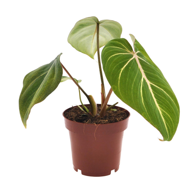 Philodendron Selloum Atom im 12cm Topf, ca. 25cm hoch