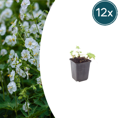 12x Geranium macr. 'White Ness' (10-25cm, Ø9cm)