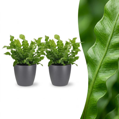 Green boutiQ - Asplenium Crispy Wave - Krauser Wellenfarn - 2 Pflanzen - mit Potter Grijs - Topf 12cm - Höhe - 30cm