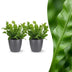 Green boutiQ - Asplenium Crispy Wave - Krauser Wellenfarn - 2 Pflanzen - mit Potter Grijs - Topf 12cm - Höhe - 30cm Bild 1