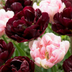 12x Tulpe Sweet Desire Mischung - Zwiebelgröße 11/12 Bild 1