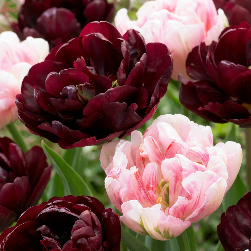 12x Tulpe Sweet Desire Mischung - Zwiebelgröße 11/12