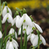 25x Elwesii Riesen-Schneeglöckchen Zwiebeln - Weiß, Blüte Jan-Mär Bild 1