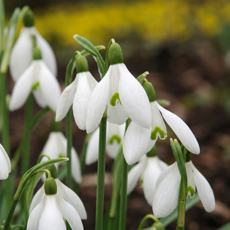 25x Elwesii Riesen-Schneeglöckchen Zwiebeln - Weiß, Blüte Jan-Mär