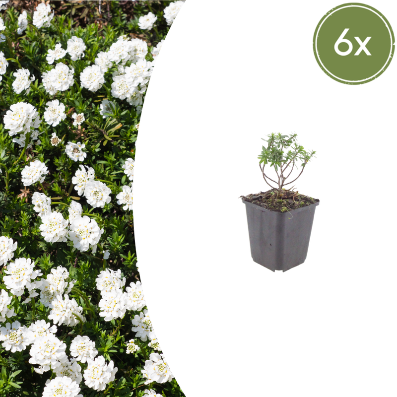 6x Candytuft 'Schneeflocke' perennial, 10-25cm, Ø9cm