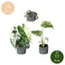 3x Baby Variegata Mix: Alocasia Frydek, Monstera Mint, Ceropegia Woodii Bild 5