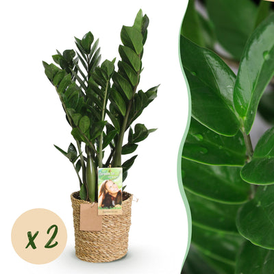 ZZ-Pflanze (Zamioculcas) im Korb, pflegeleicht, 2 Pflanzen