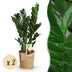 ZZ-Pflanze (Zamioculcas) im Korb, pflegeleicht, 2 Pflanzen Bild 1