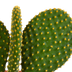 Cactus Mix 10.5 cm - 3-pack, without pot Bild 4