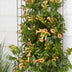 Campsis Indian Summer: Orange Trompetenblume für mediterranes Flair Bild 8
