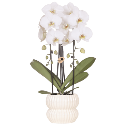 Weiße Niagara Falls Orchidee mit Horizon Übertopf Ø12cm