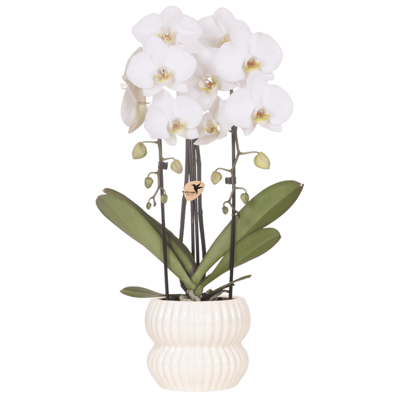 Weiße Niagara Falls Orchidee mit Horizon Übertopf Ø12cm