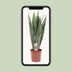 Sansevieria Zeylanica - Schwiegermutterzunge - Ø17cm, ↕70cm Bild 5
