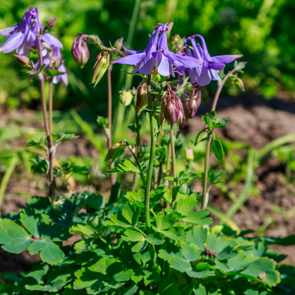 12x Aquilegia vulgaris, 10-25cm hoch, 9cm Topf