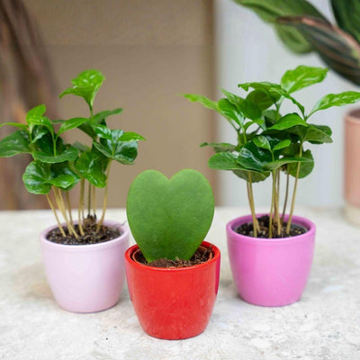 Pflanzen-Set: 3x Mini-Töpfe mit Coffea Arabica & Hoya Kerrii