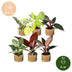 6x Baby Philodendron Mix: Bunt & Pflegeleicht für Ihr Zuhause Bild 5