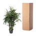 Rhapis Excelsa - Damenpalme, 200 cm Höhe, 34 cm Topfdurchmesser Bild 4