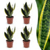Green boutiQ - Sansevieria Future Superb - Bogenhanf - 4 Pflanzen - Topf 12cm - Höhe - 35cm Bild 1
