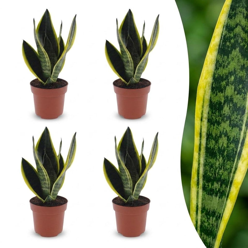 Green boutiQ - Sansevieria Future Superb - Bogenhanf - 4 Pflanzen - Topf 12cm - Höhe - 35cm