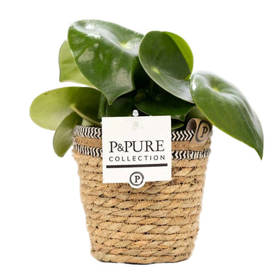 Peperomia Raindrop In P&PURE Basket - Ø12cm - ↕25cm