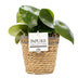 Peperomia Raindrop im Rattan-Korb – Ø 12 cm, H 25 cm Bild 1