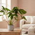 Philodendron Green Wonder, 100cm, Topfgröße Ø24cm Bild 3