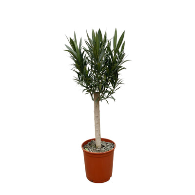 Nerium Oleander auf Stamm mit rosa Blüte - 110 cm