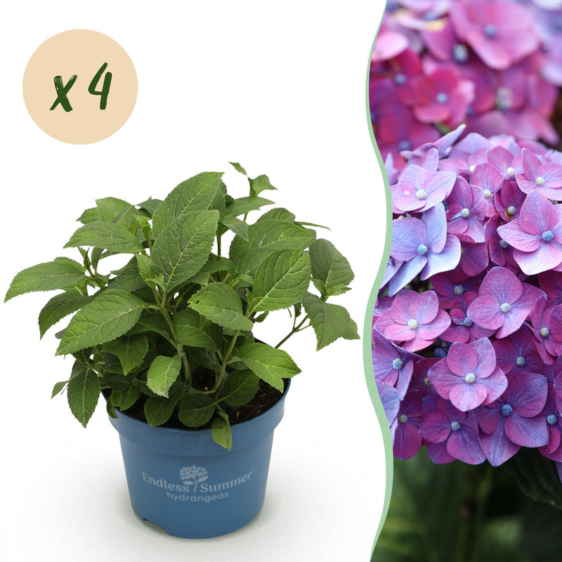Gartenhortensie Endless Summer Love Purple, 4 Pflanzen, Lila