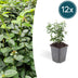 12x Euonymus fortunei radicans - Bodendecker - 10-25cm hoch Bild 1