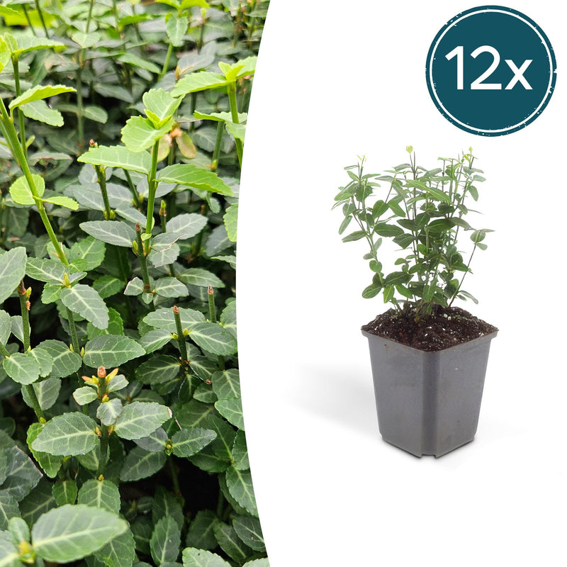 12x Euonymus fortunei radicans - Bodendecker - 10-25cm hoch