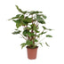 Homalomena Rubescens Maggy – Schöne Zimmerpflanze Ø24cm ↕90cm Bild 1