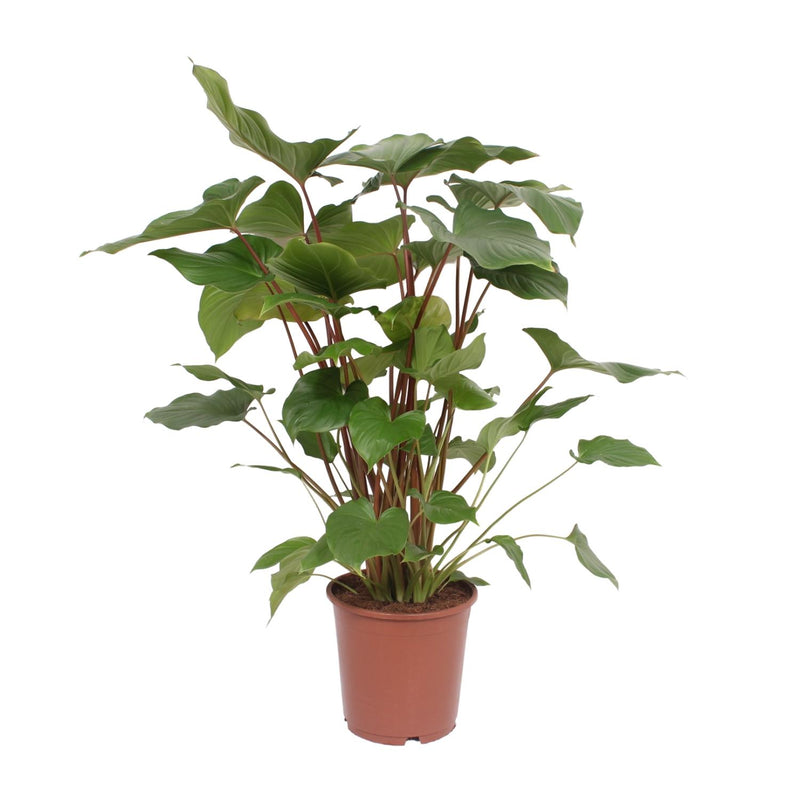 Homalomena Rubescens Maggy – Schöne Zimmerpflanze Ø24cm ↕90cm