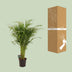 Dypsis Lutescens Areca Palm, 110cm tall, Ø21cm pot Bild 4