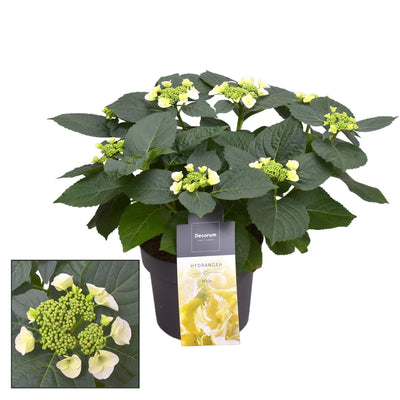Hydrangea Teller Benxi (weiß) 7-12 Köpfe Ø23cm ↕45cm