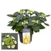 Hydrangea Teller Benxi (weiß) 7-12 Köpfe Ø23cm ↕45cm Bild 1