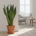 Sansevieria Zeylanica, Ø17cm, ↕75cm – Elegante Zimmerpflanze Bild 2
