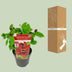 Sinocalycanthus 'Hartlage Wine' - Duftender Strauch, 30cm Bild 4