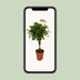 Schefflera Compacta (Schirmbaum) Ø19cm, 80cm hoch Bild 5