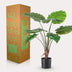 Kunstpflanze - Alocasia - 70 cm Bild 5