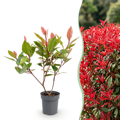 XXL Savings Bundle: 104x Green boutiQ Photinia fraseri Red Robin (Glossy Spindletree) - Evergreen Hedge Plants - Red - 25-35cm (9cm Pot)