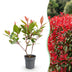 XXL Spar-Bundle: 104x Green boutiQ Photinia fraseri Red Robin (Glanzmispel) - Immergrüne Heckenpflanzen - Rot - 25-35cm (9cm Topf) Bild 1