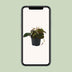 Philodendron Micans - Herzblatt-Pflanze im 12cm Topf, 15cm hoch Bild 5
