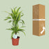 Dracaena Lemon Lime (Drachenbaum) - Ø17cm Topf, 65cm Höhe Bild 3