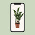 ZZ-Pflanze Zamioculcas Zamiifolia, Ø17cm, H70cm Bild 5