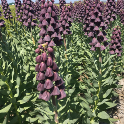 Fritillaria / Crown Imperial Purple Favorite 5 pieces